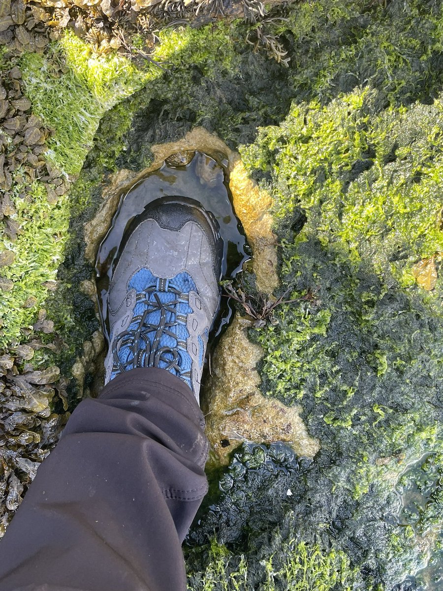 RichardTTY2022's tweet photo. Is this a 166,000,000 year old human footprint ???? https://t.co/bWFZ3m4vJT