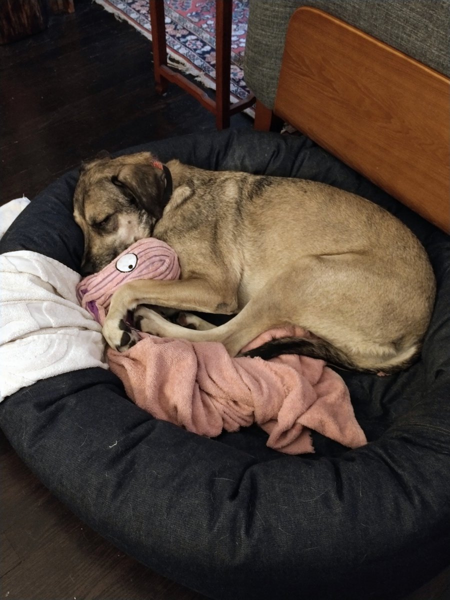 PreparedON's tweet photo. 🐢It’s #NationalPetDay! Animals get anxious during emergencies. In the event of an evacuation, keep your pet in a carrying cage with a familiar blanket to help them feel secure.

Learn what to include in your pet emergency kit: https://t.co/gSkyUh7mg5 https://t.co/6zjIXwa7Rx