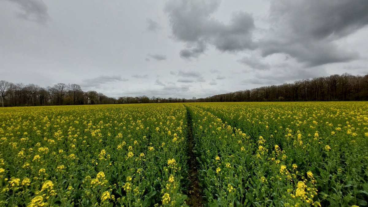 Déjà! 
Alors que les #colza sont en debut de floraison, voilà  le #charançondessilliques dans le 28!
A suivre de près!

#ceuxquifontlesessais
#FrAgTw