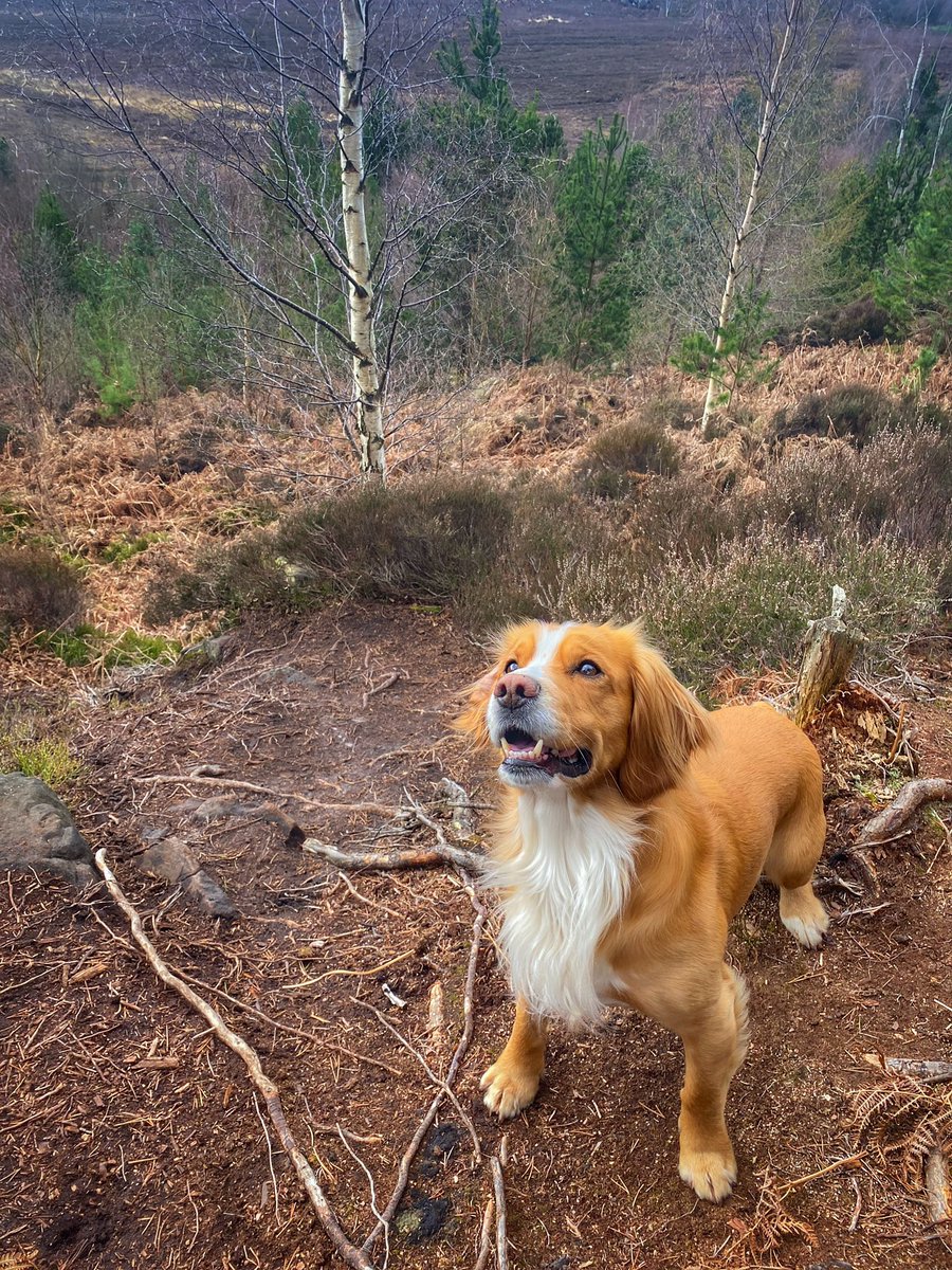 Plenty of sticks here… #fun