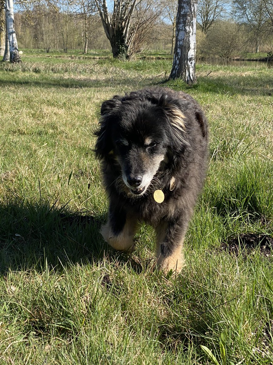 loraporra's tweet photo. @DeborahNoon3 @WomensRightsNet ❤️So handsome! Poppy has just turned 16 too. https://t.co/vY61GUdMVN