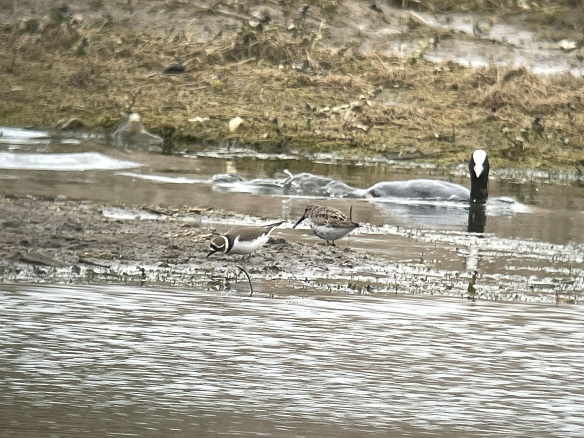 SHummerstone's tweet photo. Little ringed plover &amp; a Dunlin seen from the draper hide @RSPBRyeMeads https://t.co/MMWiFlmshX