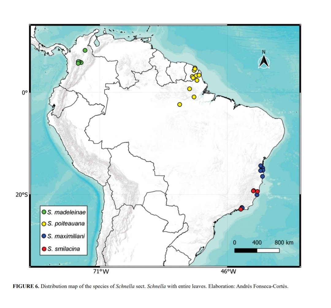 lccasasr's tweet photo. Very happy for my first new species paper!

#Schnella madeleinae (A) is a new species of Liana from #Colombia 🇨🇴
It waited for 60 years in herbaria to be described, a highlight of the importance of the biological collection for science.
#taxonomy #Leguminosae #Cienciacriolla https://t.co/YV6BATcF80