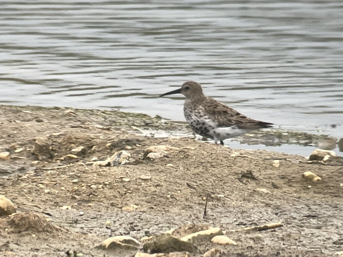 SHummerstone's tweet photo. Some more pics of the dunlin seen from the draper hide @RSPBRyeMeads https://t.co/BMbeQBnPrd