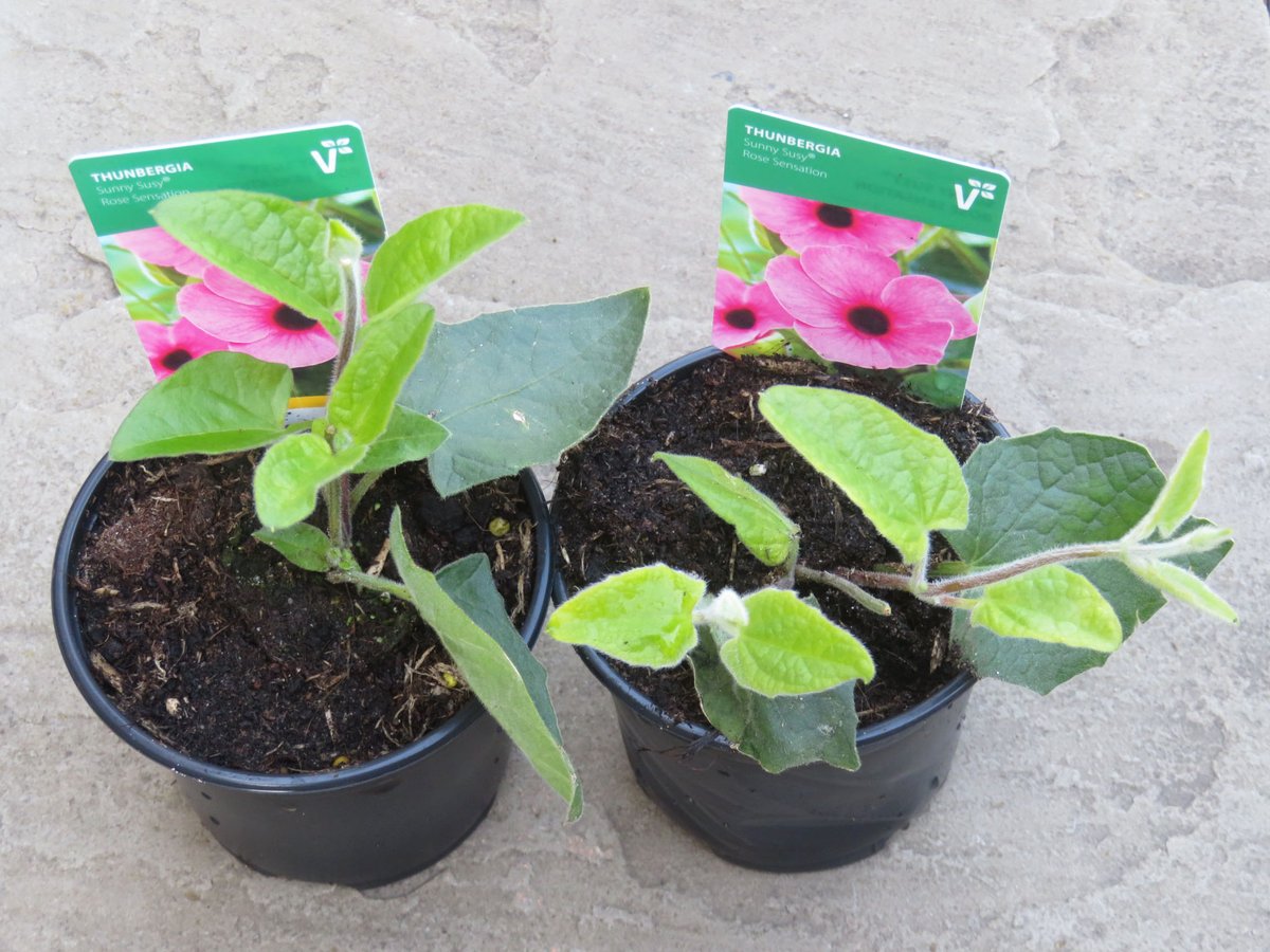 ThreadSquirrel's tweet image. I bought 2 #Thunbergia 'Rose Sensation' plants last week.  I have wanted to try pink-flowered black eyed susies for a while and was pleased to find some for a pound each.  #houseplants #HouseplantHour