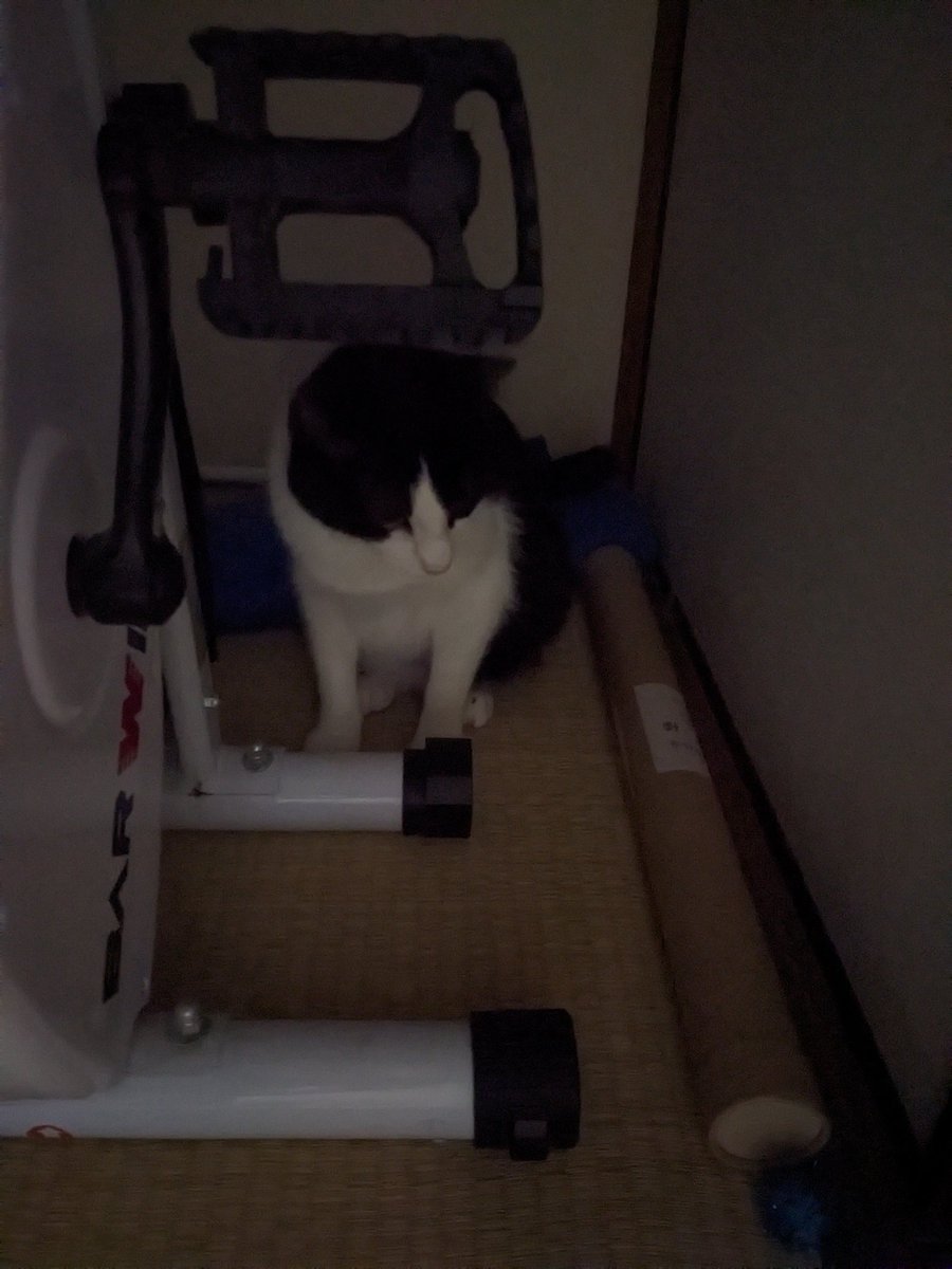 takkun666's tweet photo. 帰ってきて猫と遊んで（遊ばれて）いたら、その仕草でふと「闇からの一撃」というワードが。
ってレインボーじゃん！
確か僕の好きな「ストーン・コールド」が入ってたアルバム。
今度ゆっくり聞きます。 https://t.co/imV0spoRT3