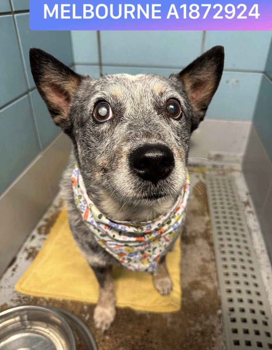 🚨URGENT: euthanasia 1pm Tuesday April 11
#Houston #Texas
Sweet senior Melbourne (A1872924)
Male, 10 years old, HW+ 
Seized from owner March 8
Probably never known a loving home &amp; family 💔
24Petconnect.com/DetailsMain/HS…

youtu.be/-M0JyK2uDQs
#dogsoftwitter #TX #animals 1/2