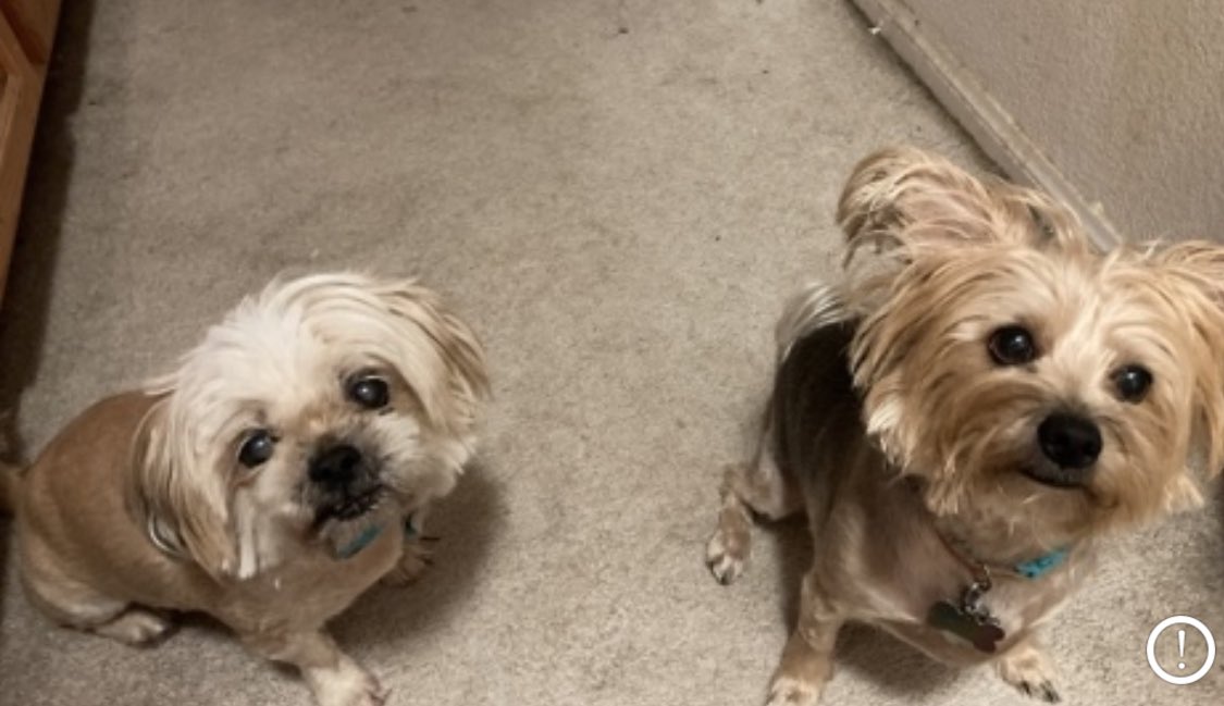 sparkleinthird's tweet photo. @KTLAMorningNews #NationalPetDay https://t.co/4pEpwFV32B