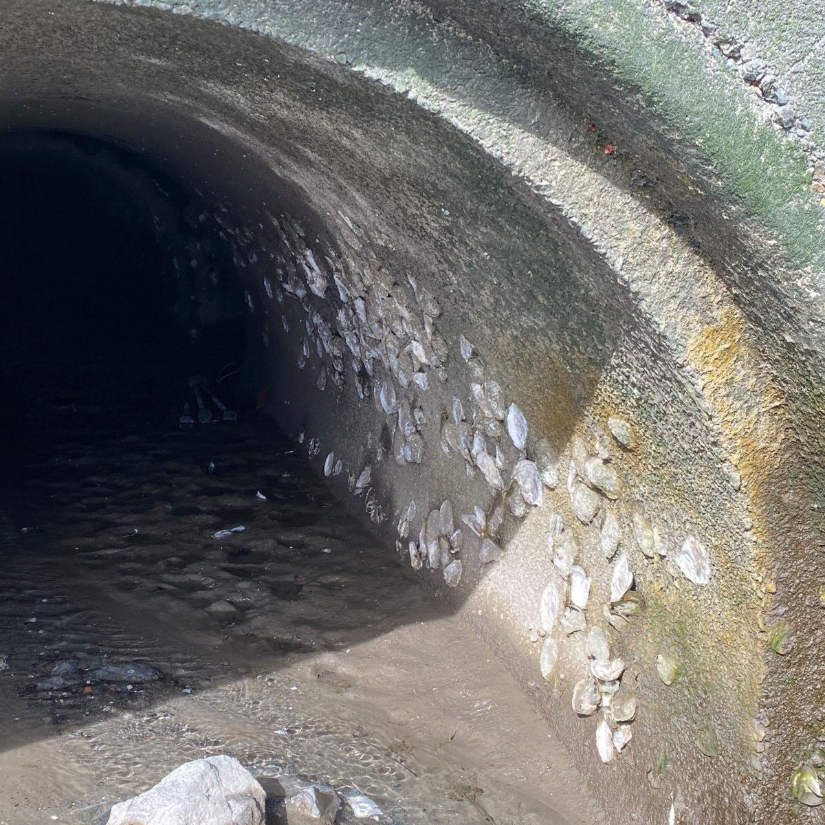 🌈 Wild Oyster Alert! Check out the wall of this combined sewer overflow (CSO) in Sherman Creek (Harlem River) covered in oysters! Wild oysters are popping up all over New York Harbor. This season we'll be surveying the population alongside our community scientists 🔬.