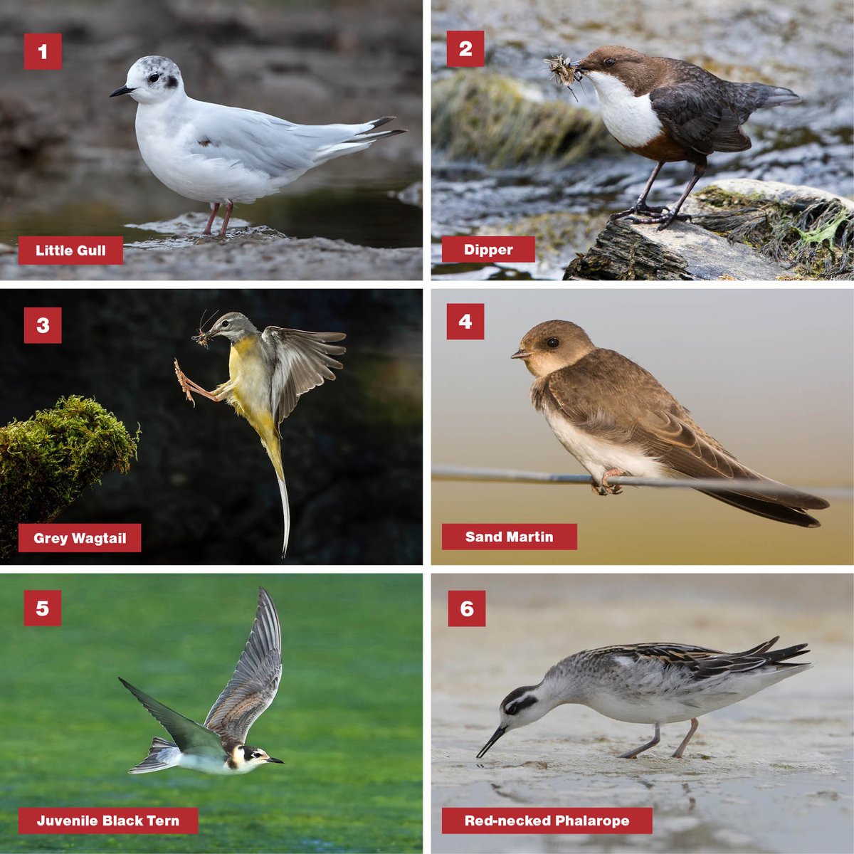 BirdWatchingMag's tweet photo. Did you manage to ID our insect eaters? #birdwatching #birding #idchallenge #quiz https://t.co/nS8VMpMBax