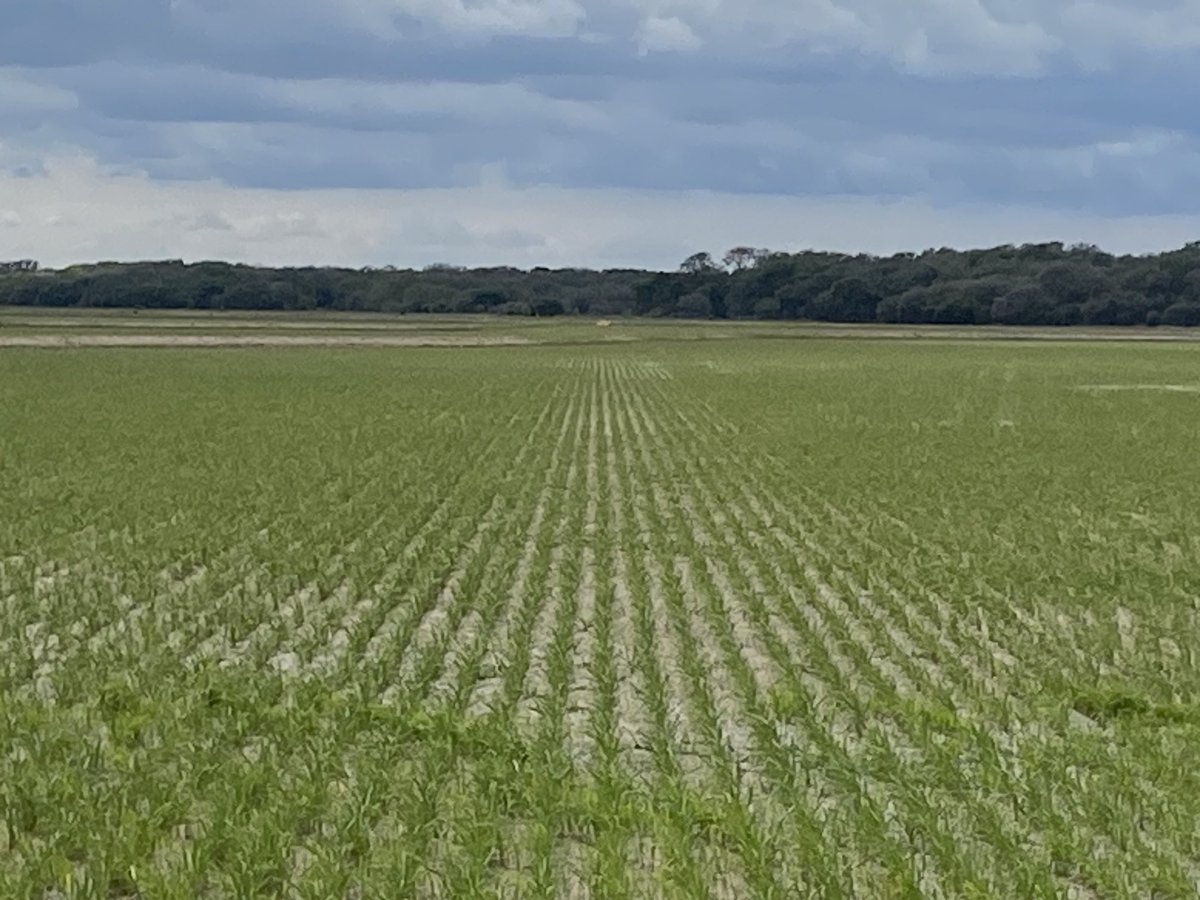 HorizonGM's tweet photo. #PVL03 and the #provisiaricesystem coming along well at LG and Linda Raun’s farm near El Campo TX @LSUAgCenter @BASFAgro https://t.co/QSLMf0yazD