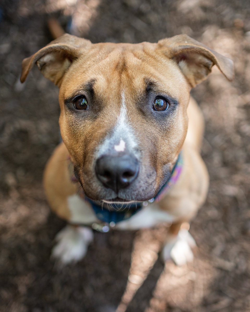 🚨URGENT🚨Since Saturday, 43 dogs have come to HRA, but only five have been adopted. Last week we took in 90 dogs, but only 17 were adopted. This includes lost pets, surrendered pets, and animals rescued by our field services teams.