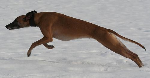 RandomDowg's tweet photo. Here's your Daily #Dog ! #Whippet #randomdowg https://t.co/0kl1nuxqkn
