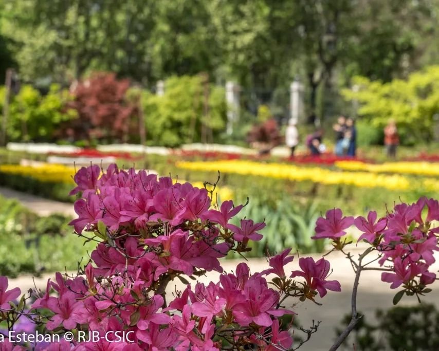 RJBOTANICO's tweet photo. Un paseo por el @RJBOTANICO entre tulipanes y rododendros. Y lo mejor es que no hay que elegir. Nos gusta todo 🤩 https://t.co/LHzjQzBWKn