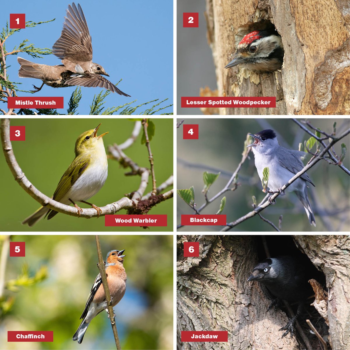BirdWatchingMag's tweet photo. Did you ID our woodland birds? #birdwatching #birding #idchallenge #quiz https://t.co/w3iTrwZkAM