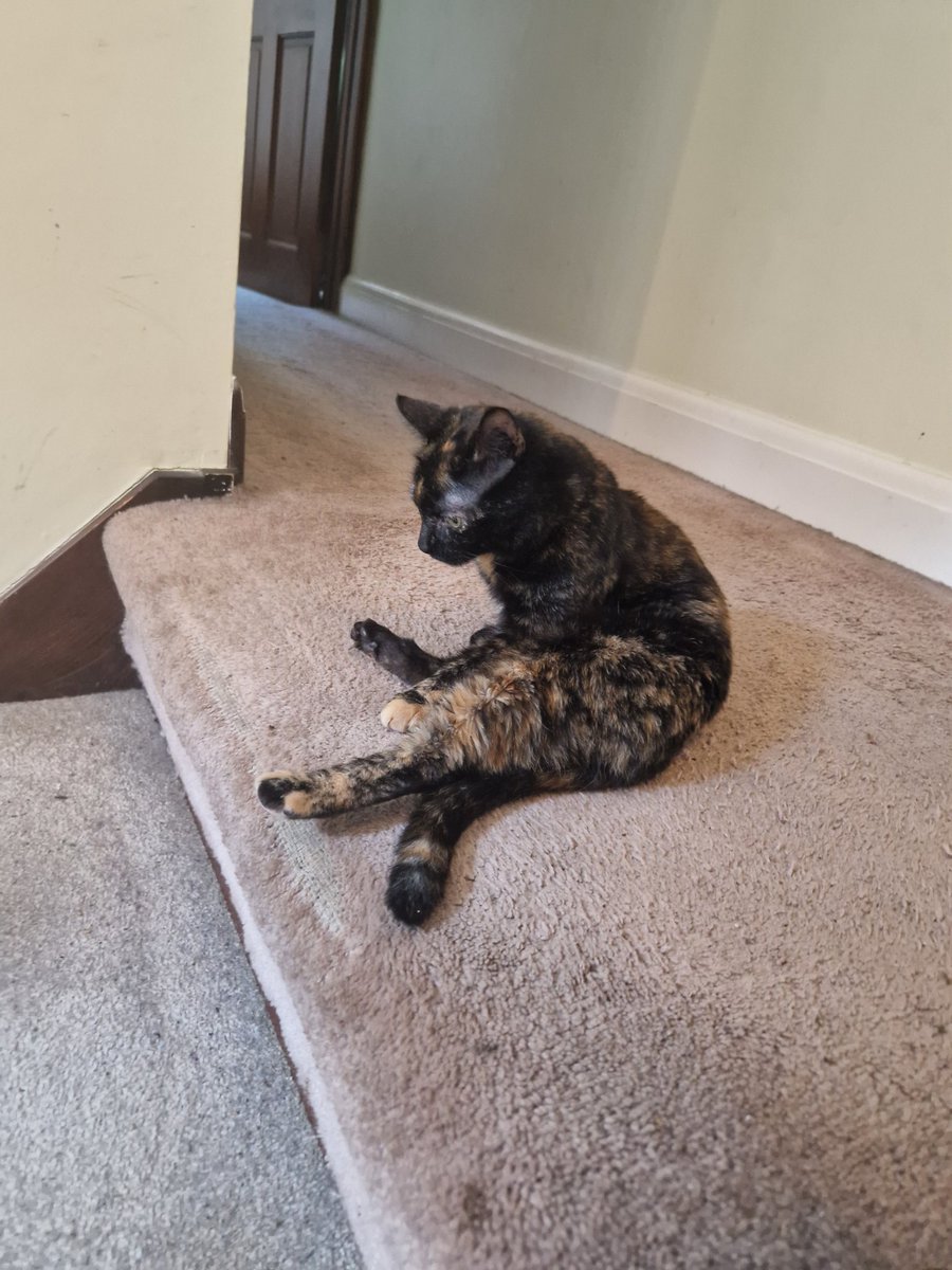 Littol Clee 🧡🖤 tweet media