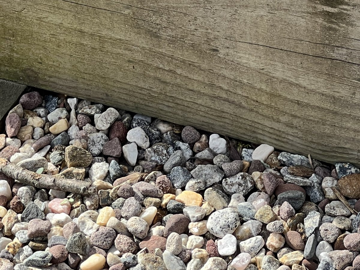 ClubAliP's tweet photo. Find the snake! https://t.co/TuYNLmjVIu