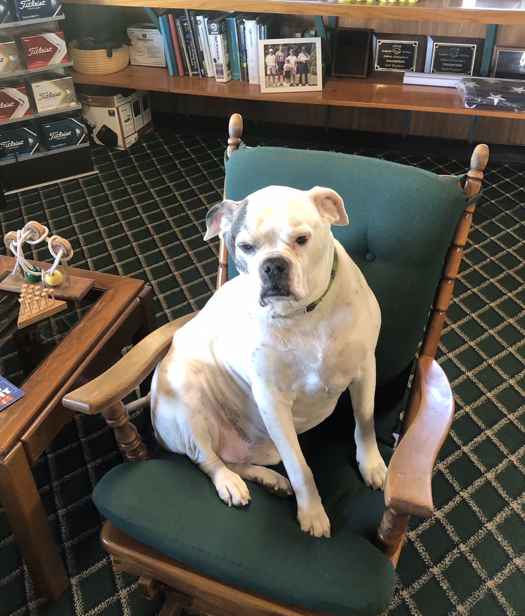 pucksHH's tweet photo. Happy National Pet Day to Max! Stop out and celebrate with him! #bestdoglifeever ๐พ #everyonelovesmax @DogsOfTurf https://t.co/ntMsaWba8F
