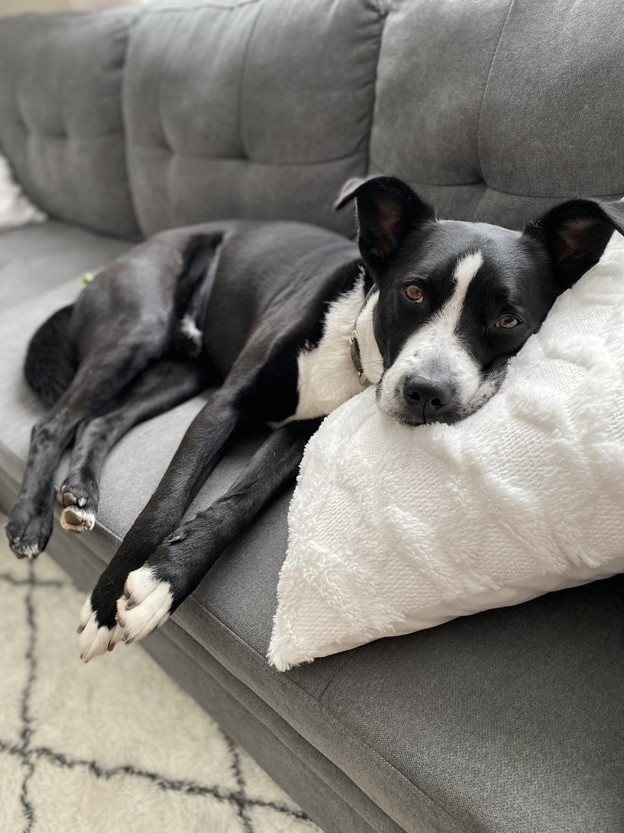 RileyADavis16's tweet photo. @aaas This is Sage demonstrating the correct ergonomic angle for optimized couch lounging. https://t.co/gdoQ0ndtZI