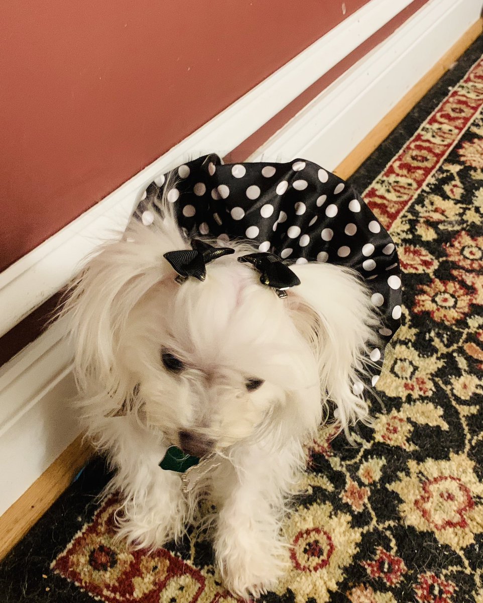 urplanningqueen's tweet photo. @fox5dc  #GOODDAYDC #NationalPetDay2023  Here’s Tink the love of my life! ❤️🥰💕 https://t.co/dY0yYe7IjM