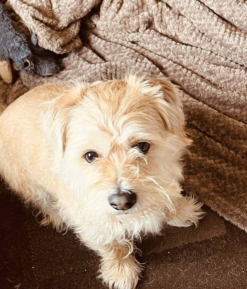 MazC1975's tweet photo. Well, the blanket just jumped out of my basket and onto the floor…honestly 🐾😉 #guiltyface #borderterrier https://t.co/R1bpcKGviU