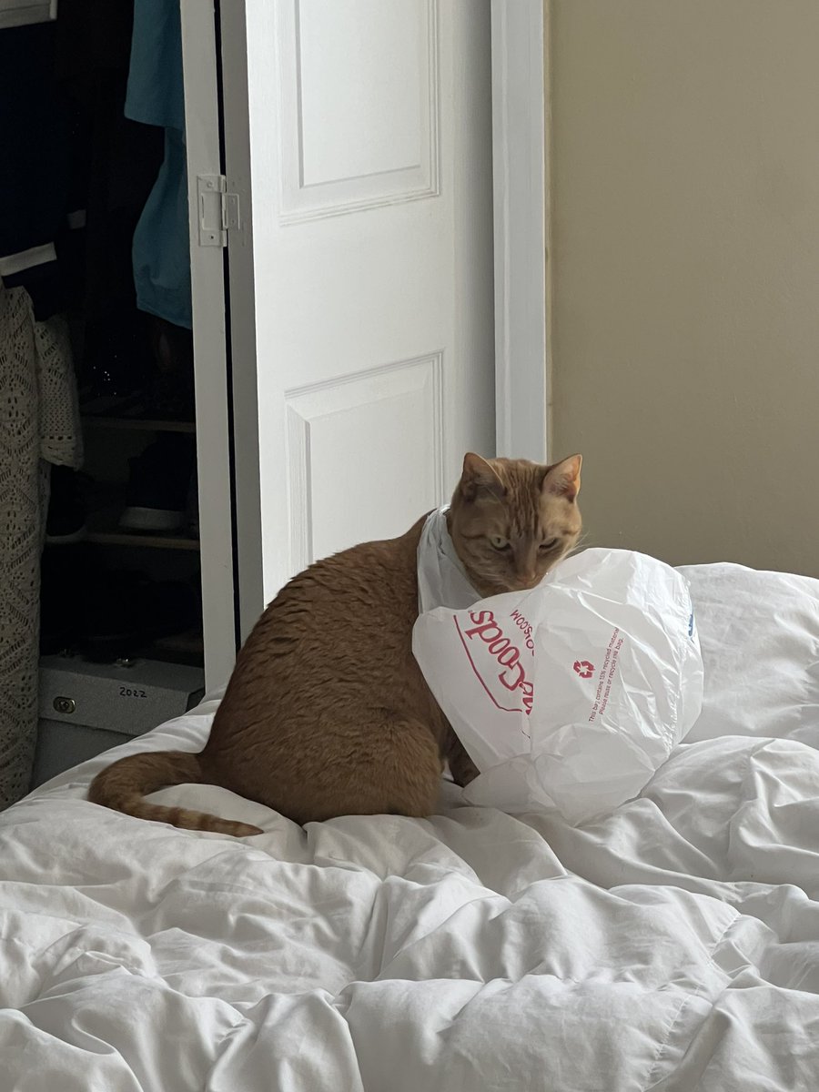 cheddar 🤍 esther tweet media