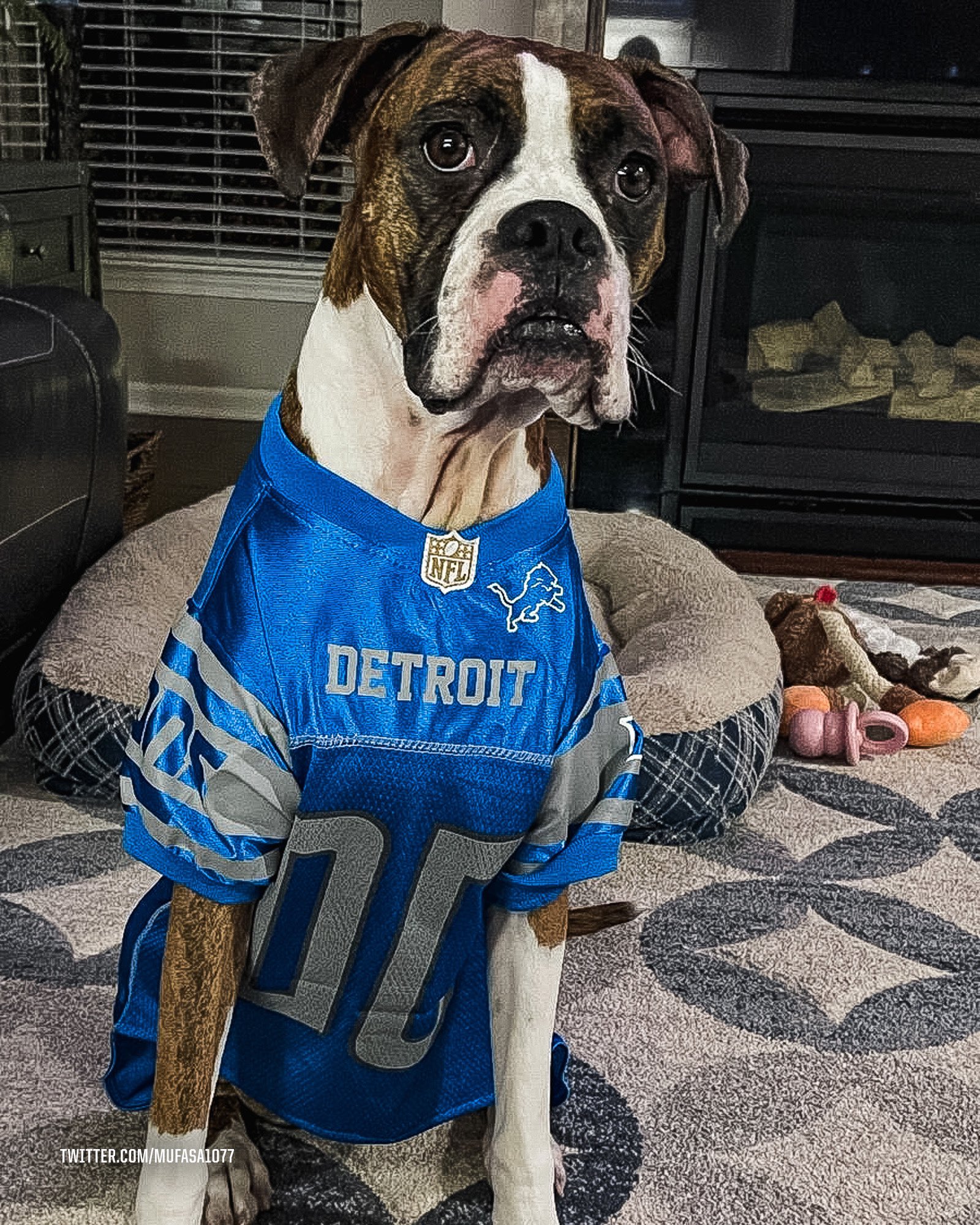 lions dog jersey
