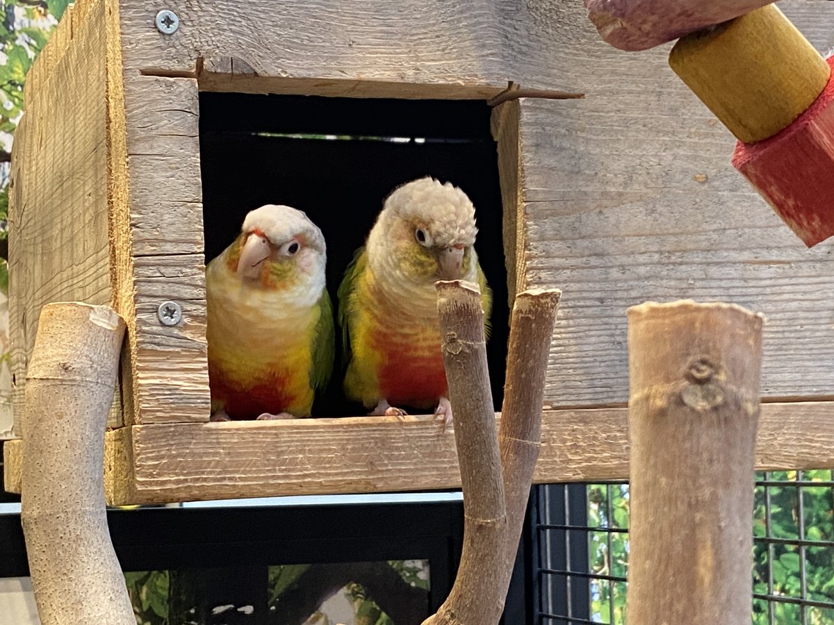 I guess I've reached the age where I actually get excited about going to garden centers. Here's photos of the new(ish) Intratuin near Leiden and the birds that replaced the old location's parrot. To be fair, these places might as well be Gardening Disneyland.