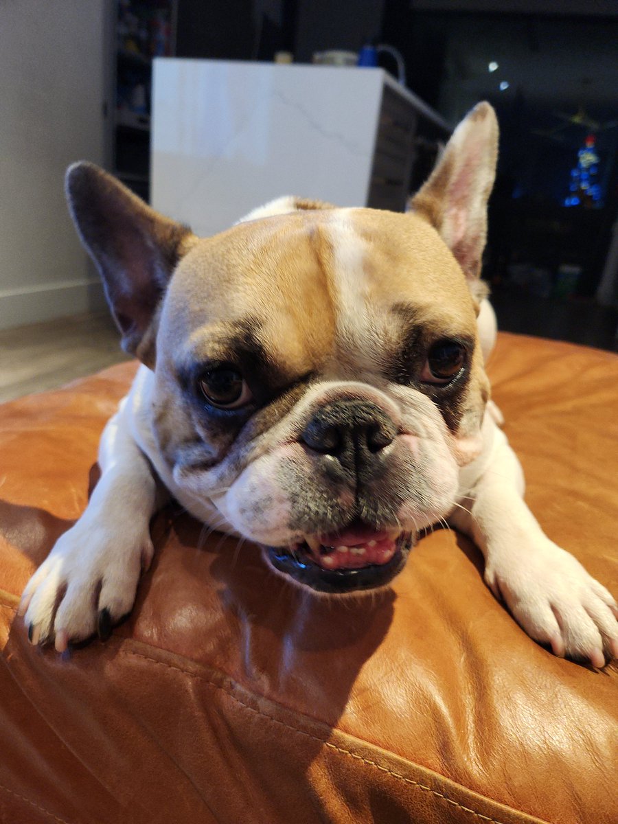 ggds1972's tweet photo. @AIRMILES @GlobalPetFoods this our furbaby!!! https://t.co/dgHeUfzPT7