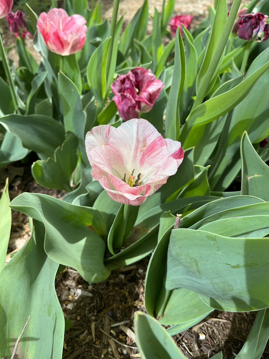 ToiroJapanese's tweet image. チューリップ🌷を見に行ってきました🎶

Vocab🐇
チューリップ　（chuurippu) tulip

見る（miru) to see
行く（iku) to go
→見に行く（mini iku) to go see

te-form ＋てくる　（tekuru)【N4】to do .. and come back
→行ってきました implies that you've been
there and you're already back