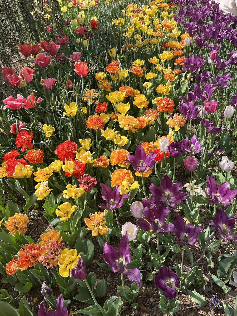 ToiroJapanese's tweet image. チューリップ🌷を見に行ってきました🎶

Vocab🐇
チューリップ　（chuurippu) tulip

見る（miru) to see
行く（iku) to go
→見に行く（mini iku) to go see

te-form ＋てくる　（tekuru)【N4】to do .. and come back
→行ってきました implies that you've been
there and you're already back