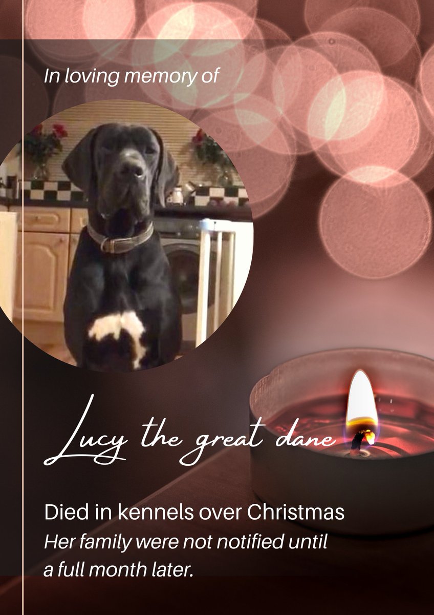 JusticeForEsco's tweet photo. #NationalPetDay Lucys story

Lucy the #greatdane is one of three dogs who died in contracted kennels awaiting a court date.

He family were not told for almost 4 weeks despite regularly calling for updates.

Please RT SIGN

https://t.co/KllQDiU8Ct https://t.co/Jy6zzYSwAc
