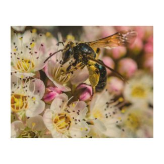 LowellMcnamara's tweet photo. https://t.co/o9bAfpHGKc #Beeintheneighborhood #bees #Bee #polinatorgarden #polinators #Flowers #Garden #Nature #Savethebees #WoodWallart #LookAgain #LookAgainPhotography #Zazzle Original photography by Daniel McNamara https://t.co/CM9PswZ8Ml