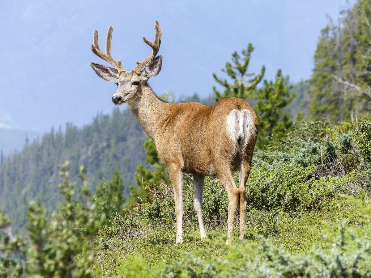 GreenEmerging's tweet image. Have you seen a deer in the wilderness before?

#elk #deer #wildlife #animalplanet #nature #naturelovers #mothernature #outdoor #naturereserve #usa #unitedstates #animal #animals #wild #wilderness #canada #texas #ecosystem #sustainability #emerginggreen #JournoRequest #PRRequest