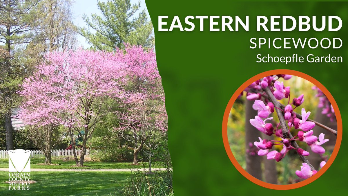 LCMetroParks's tweet photo. TREE TUESDAY: Eastern Redbud (Cercis canadensis) is a native understory tree. The flowers and young branches are edible and were used by Native Americans and Appalachian communities earning the tree its nickname "spicewood." This tree can be found at Schoepfle Garden. #ohiotrees https://t.co/UoDpnyVTsL