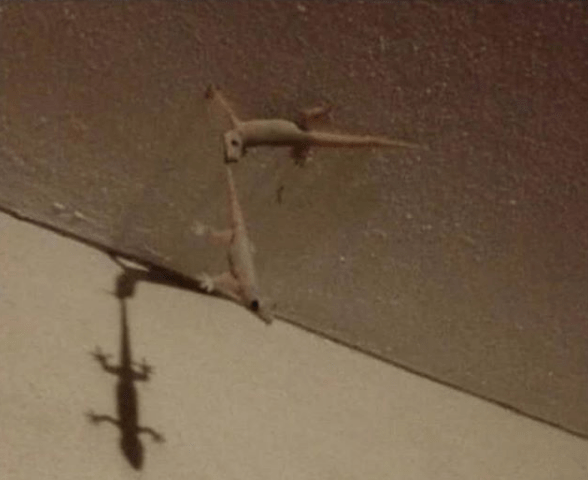 OC vs IRL species 🦎