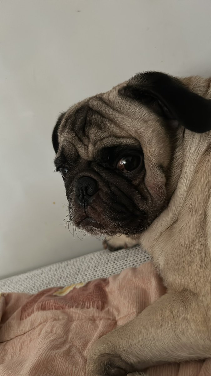 MaleVelardeB's tweet photo. “Maaaa… porque siempre andas estresada, ven acuéstate aquí conmigo y memimos todo el día 🤷🏻‍♀️” 
Seguro eso debe decir todos los días 🙄 https://t.co/IweAbCUVST