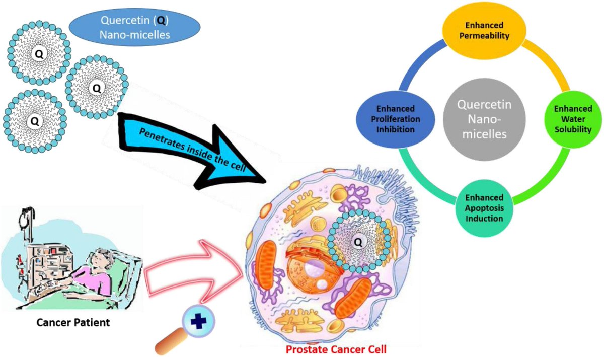 @_atanas_ @_INPST @Devkota_HP @ToshiyukiHorie @RajeevKSingla @EddieRDMD @DrPalmquist @HealthyFellow @Science_George @dronita_de @el_ronan @heniek_htw @_MCRicardo_ @EwingT_PhD @agingdoc1 @fab_ethnopharm @Nwauka @JuhanaHarju #NaturalProducts 🌿for the Management of Castration-Resistant #prostatecancer : Special Focus on Nanoparticles Based Studies

frontiersin.org/articles/10.33…

#plantbased #naturalproducts #drugdiscovery #drugs #drugtwt #drug #drugstwt #herbs #medicinalplants #physicians #Doctors #Cancer