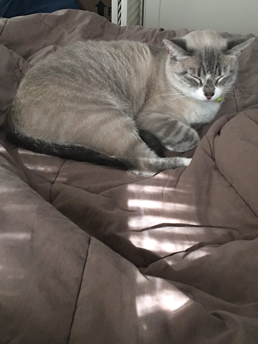 JerAmbAll's tweet photo. National Pet Day ⁦@BwoodBucs⁩ ⁦@J_Renaissance⁩ https://t.co/0M7gcjgklj