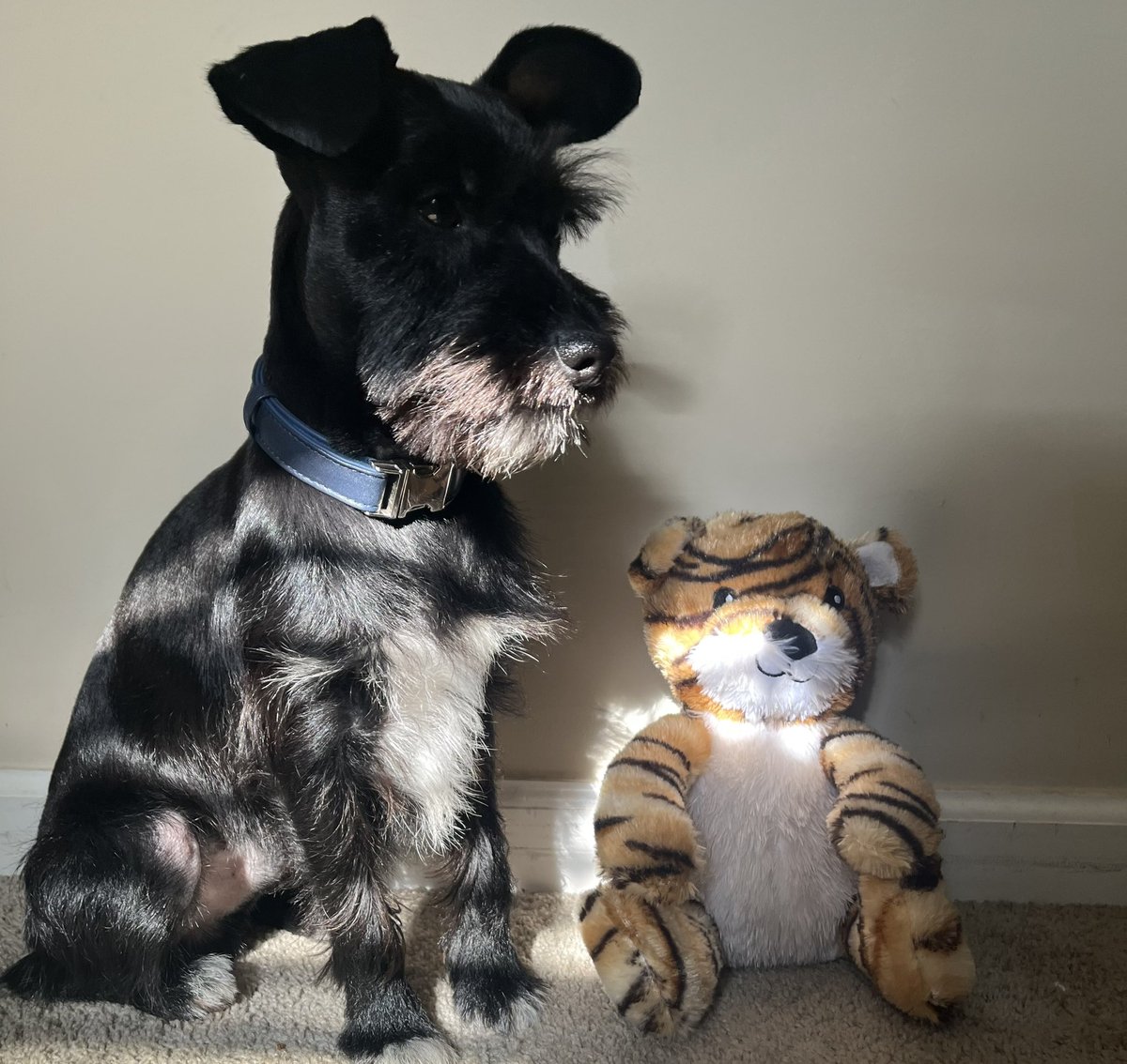 ApolloLovesFun's tweet photo. Happy #TongueoutTuesday Frens! I hope things are swell on your side! What should I name my new bestie? #dogsoftwitter #TuesdayFun #SchnauzerGang https://t.co/EowHFOJDoo