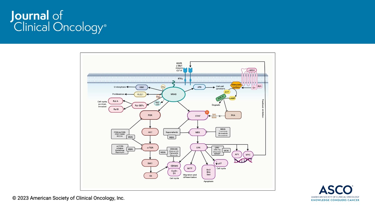 JCO_ASCO's tweet photo. 🧐 #JCO #UnderstandingThePathway:

🎯 @LabSmalley &amp; Dr. Phadke outline the opportunities and challenges in the development of #TargetedTherapy strategies for advanced NRAS-mutant #melanoma #melsm @ad1600 ➡️ https://t.co/2BobCbnjKP https://t.co/3PAb9hL2ZC