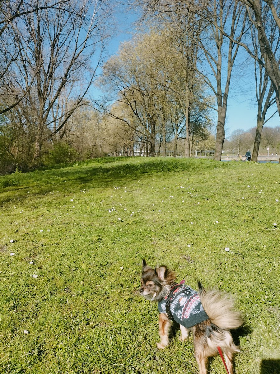 Sampfan's tweet photo. #littleterror be like: ' forget about da beach, I wanna poo in da #park so now we're in #noorderpark https://t.co/6M1ty1XaZi