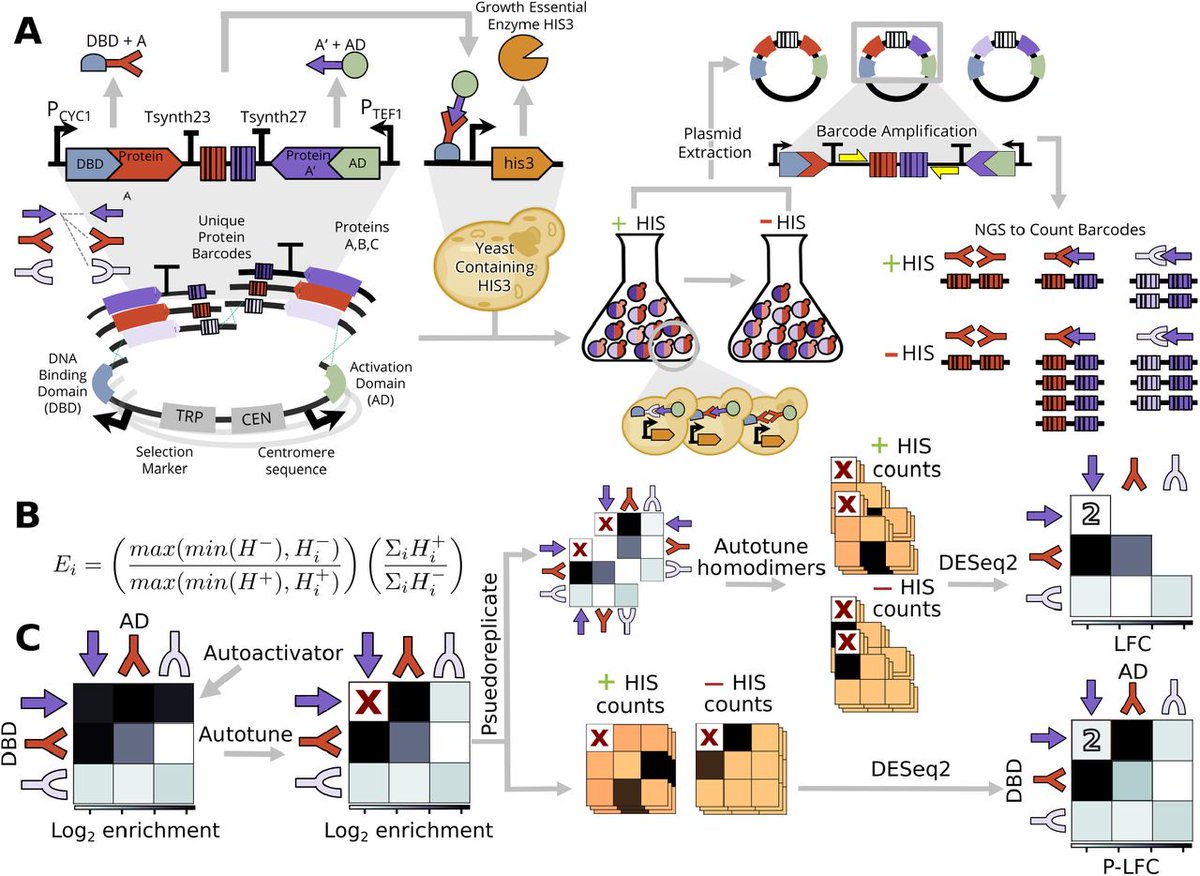 preLights (@prelights) on Twitter photo Two new posts from <a href="/b_d_maier/">Benjamin Maier</a>!
One highlights a #preprint <a href="/seeliglab/">Georg Seelig</a> that reports high-throughput sequencing of protein-protein interactions, quantifying more than 100,000 interactions simultaneously.
👉 prelights.biologists.com/highlights/mas…
Includes a summary of approaches to study PPIs! Two new posts from <a href="/b_d_maier/">Benjamin Maier</a>!
One highlights a #preprint <a href="/seeliglab/">Georg Seelig</a> that reports high-throughput sequencing of protein-protein interactions, quantifying more than 100,000 interactions simultaneously.
👉 prelights.biologists.com/highlights/mas…
Includes a summary of approaches to study PPIs!