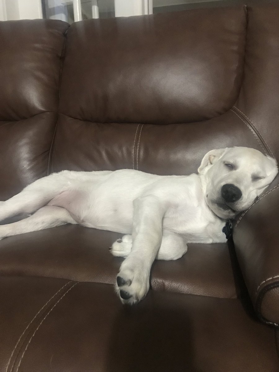 JerAmbAll's tweet photo. National Pet Day ⁦@BwoodBucs⁩ ⁦@J_Renaissance⁩ https://t.co/Wif70LWtsq