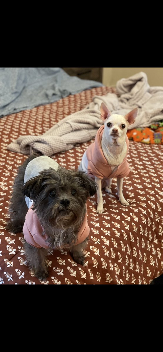 LianNoodle's tweet photo. #NationalPetDay2023  💜💜 https://t.co/1b4EAUEB1A