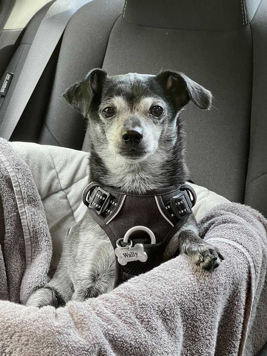 HyperscienceAI's tweet image. Happy #NationalPetDay! Today we&apos;re celebrating our four-legged friends who bring so much joy to our lives in and outside the office. #PetsAtWork