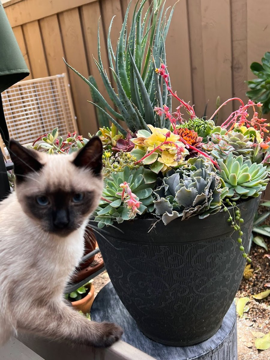 HyperscienceAI's tweet image. Happy #NationalPetDay! Today we&apos;re celebrating our four-legged friends who bring so much joy to our lives in and outside the office. #PetsAtWork