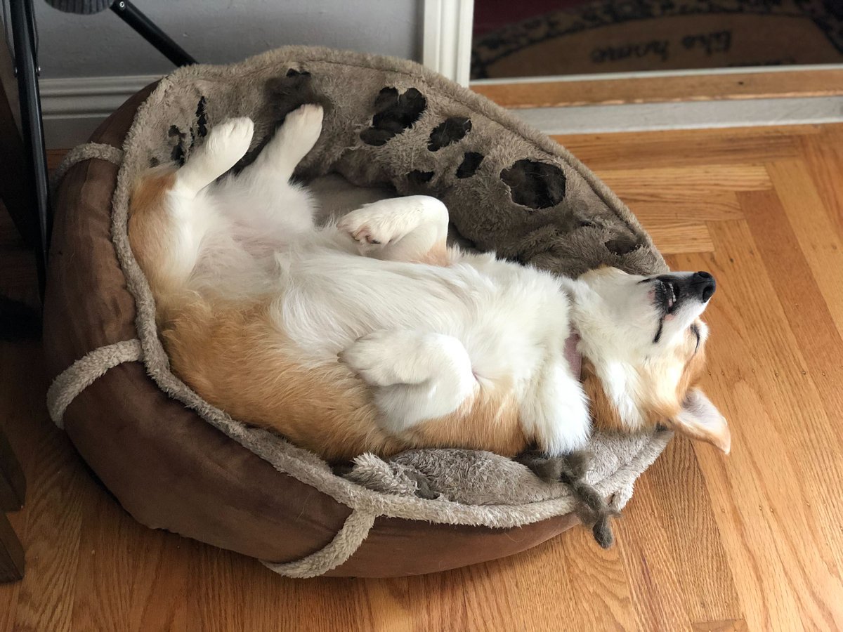 HyperscienceAI's tweet image. Happy #NationalPetDay! Today we&apos;re celebrating our four-legged friends who bring so much joy to our lives in and outside the office. #PetsAtWork