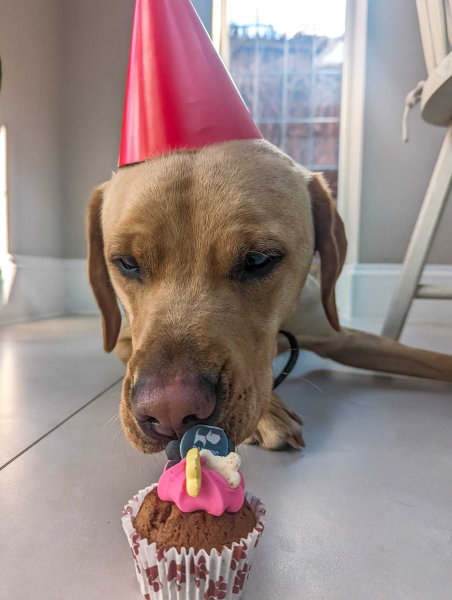 HyperscienceAI's tweet image. Happy #NationalPetDay! Today we&apos;re celebrating our four-legged friends who bring so much joy to our lives in and outside the office. #PetsAtWork