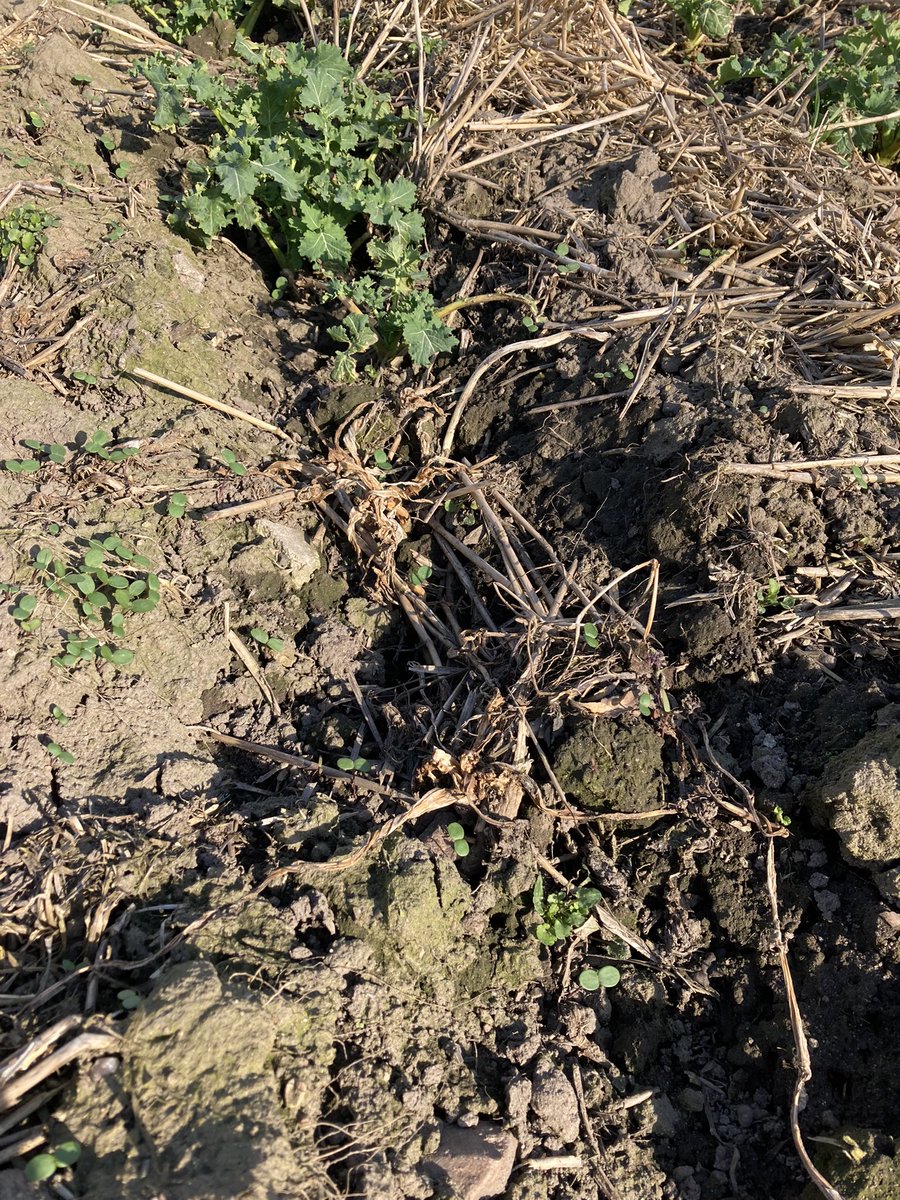 bonne période pour faire le tour des #essais #colza en #Lituanie et évaluer les dégâts de gel #selection #génétique